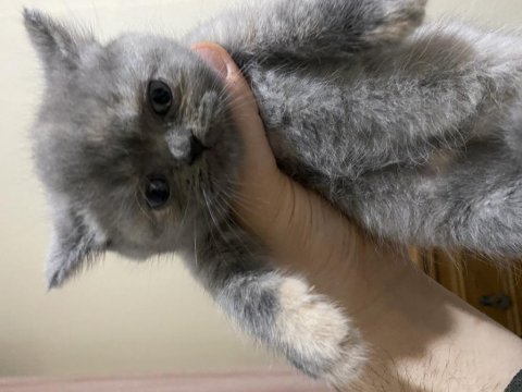 2 aylık british shorthair