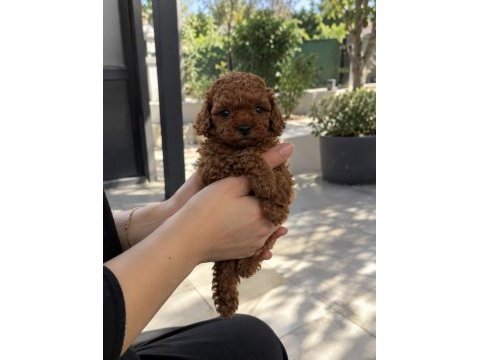 Poodle’da doğru adres, güvenli seçim
