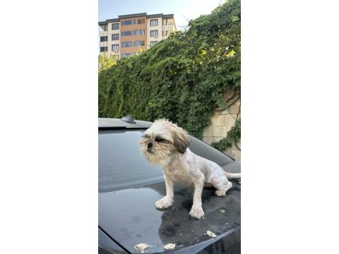 Safkan dişi shih tzu