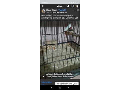 Yavru alınmış zebra ispinozu