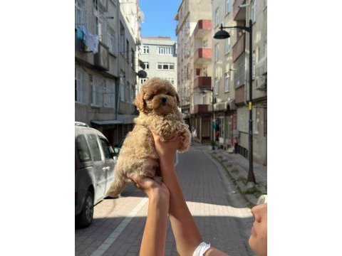Gerçek saf kan maltipoo