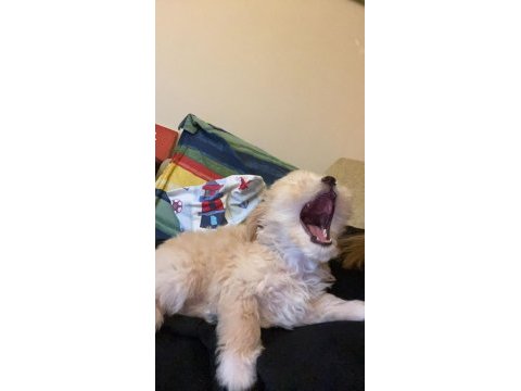 Bebek maltipoo 2,5 aylık
