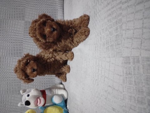 Toy poodle yavrularımız ömürlük aileleri bekliyor