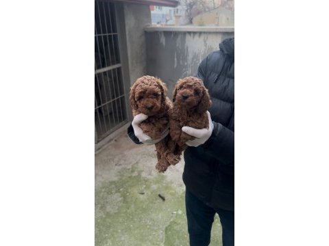 Toy poodle bebekler yeni yuvasına gitmeye hazır