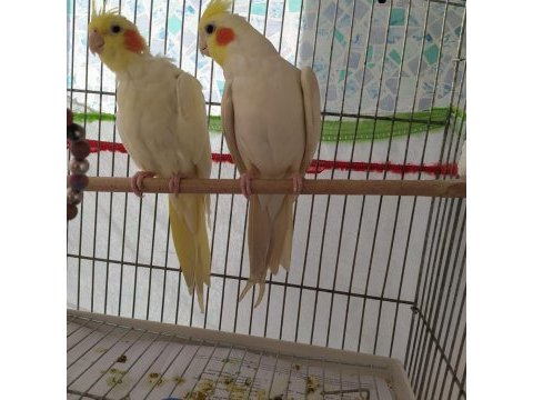 Safkan albino sultan papağanı kırmızı
