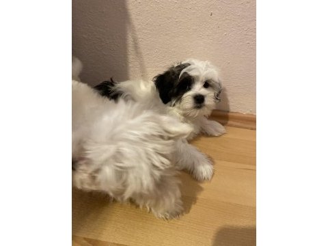 Son maltese oğlumuz sütten yeni kesildi