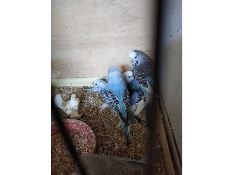 Muhabbet kuşu yeni yeme düşmüş yavrular