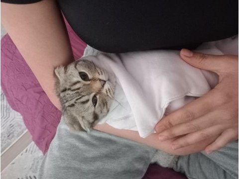 5 aylık scottish fold