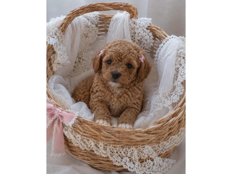Poodle için birde bize danışın