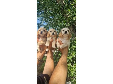 A kalite orjinal cavalier king charles yavrularımız