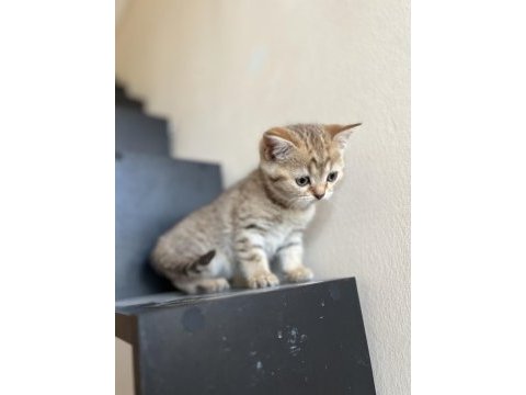Sağlıklı british shorthair hazır yavrular