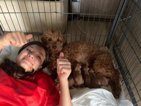 2 aylık dişi ve erkek red toy poodle yavru karma aşılı