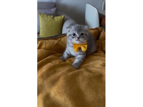 Scottish fold erkek yavrumuza yuva uyguna