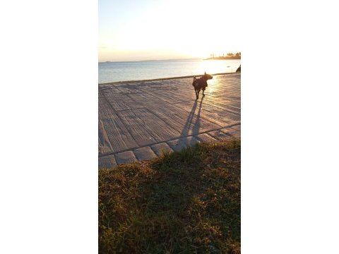 12 aylık 0 boy pinscher