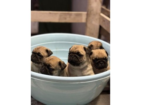 Show class pug mops bebekler