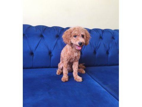 6 aylık red toy poodle kızımız