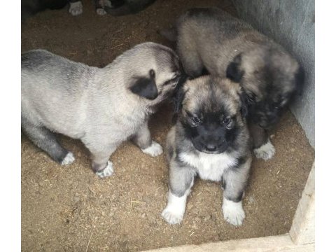 Safkan kangal köpeği