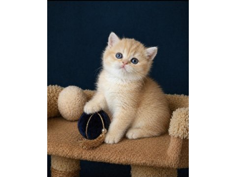 British shorthair golden ve golden point yavrular