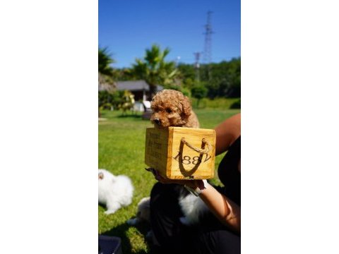 Tea cup orjinal toy poodle yavrular