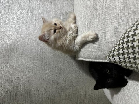 Yeni sütten kesilmiş british longhair yavrular