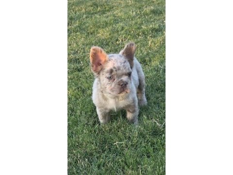 Fluffy french bulldog new shade isabella tan merle