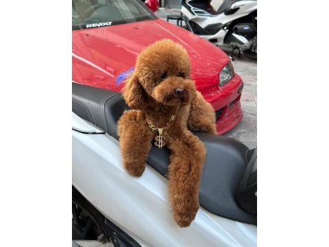 Orjinal toy poodle yavrumuz 