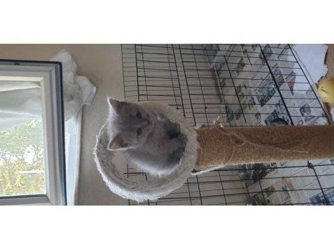Scottish fold ve britsh shorthair yavrular