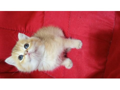 British shorthair yavrularımız yeni yuvasını arıyor