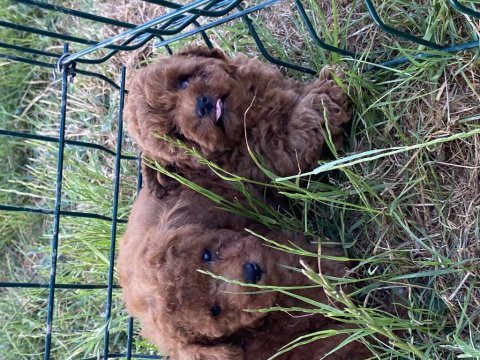 Orjinal kıvır kıvır tüm renklerde toy poodle