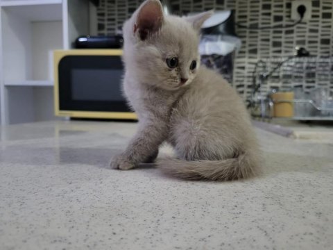 British shorthair anne altından 2 aylık safkan yavrular