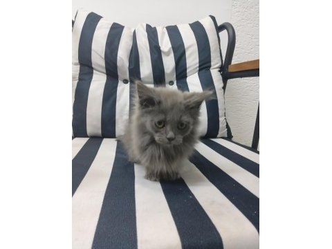 2 aylık british longhair yavru kedimiz