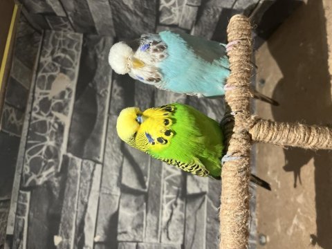 Hazır kurulu takım muhabbet kuşlar