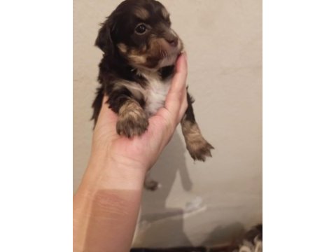 Terrier yavrularımıza acil yuva aranıyor
