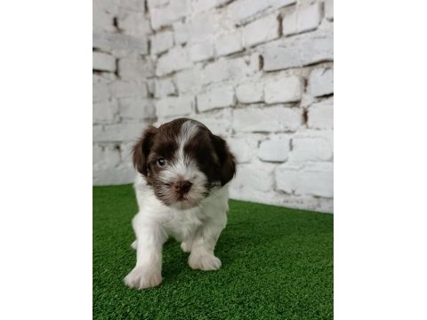 Morkie erkek yavrumuz