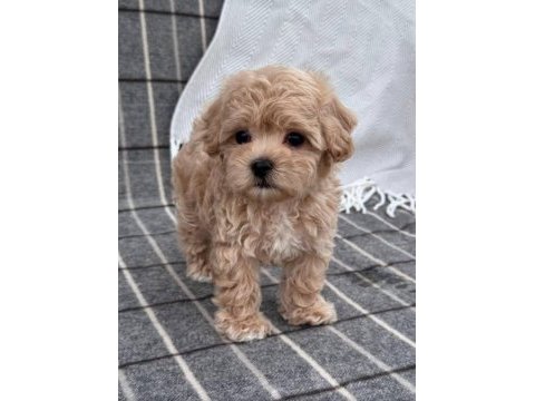 Mini maltipoo kore anne babadan yavrular 