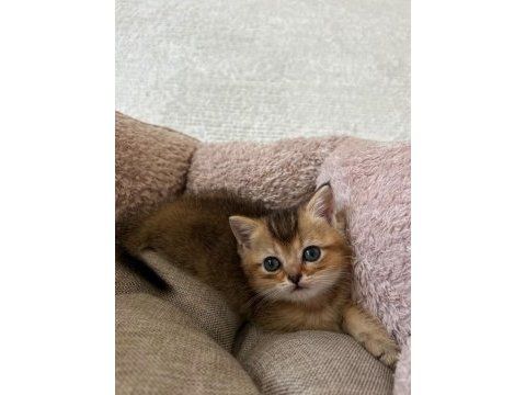 British shorthair golden ny12 ve silver point mükemmel yavru
