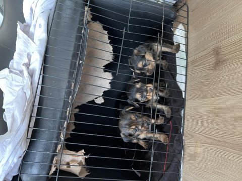 3 haftalık yorkshire terrier