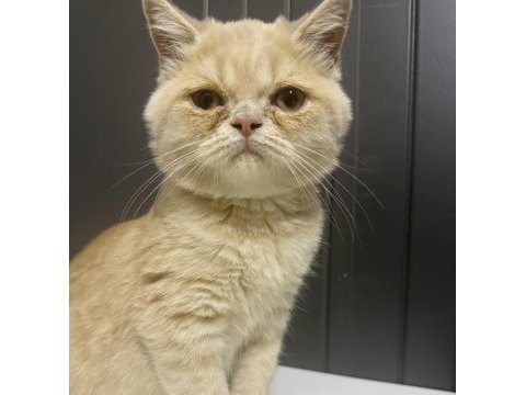 3 aylık british shorthair kedimiz