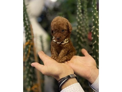 Tedi surat kore 585 gr oyuncak kaniş
