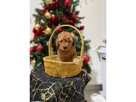Toy poodle yavrular
