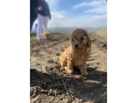 Toy poodle dişi erkek