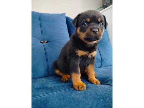 Saf macar rottweiler