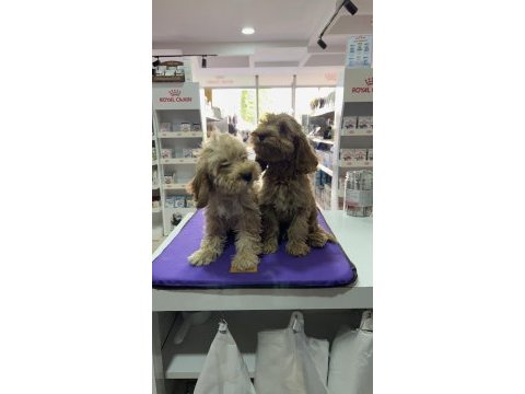 Maltipoo yavrularımız yuvalarını bekliyor