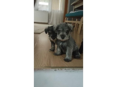 Muhteşem schnauzer yavrular