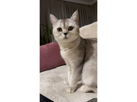 Sahiplendirme acil kedimizi