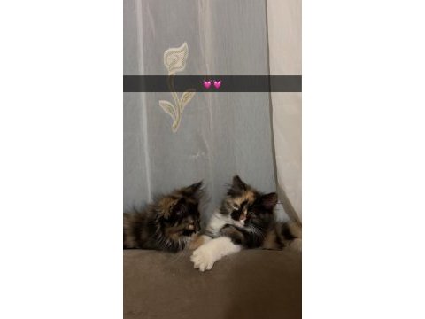 Kırma iran cinsi ücretsiz sahiplendirilecektir