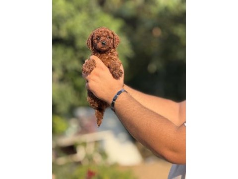 Aşılı çiş eğitimli büyümeyen toy poodle bebekler 