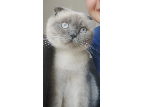 Scottish fold kedimiz mia yeni yuvasını arıyor