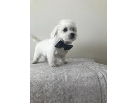 Maltese terrier bebekler
