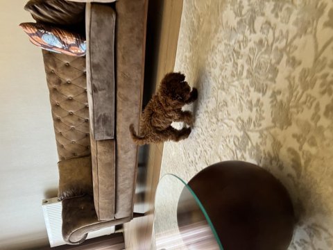 3 aylık dişi toy poodle